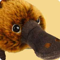 Platypuses Platypuses