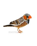 Hansa Creation Realistic Zebra Finch Plush Toy